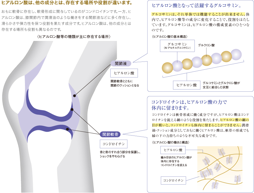 〈ヒアルロン酸等の糖類が主に存在する場所〉