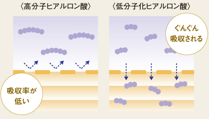 高分子化ヒアルロン酸　低分子化ヒアルロン酸