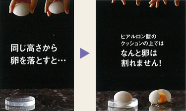 同じ高さから卵を落とすと…ヒアルロン酸のクッションの上ではなんと卵は割れません!