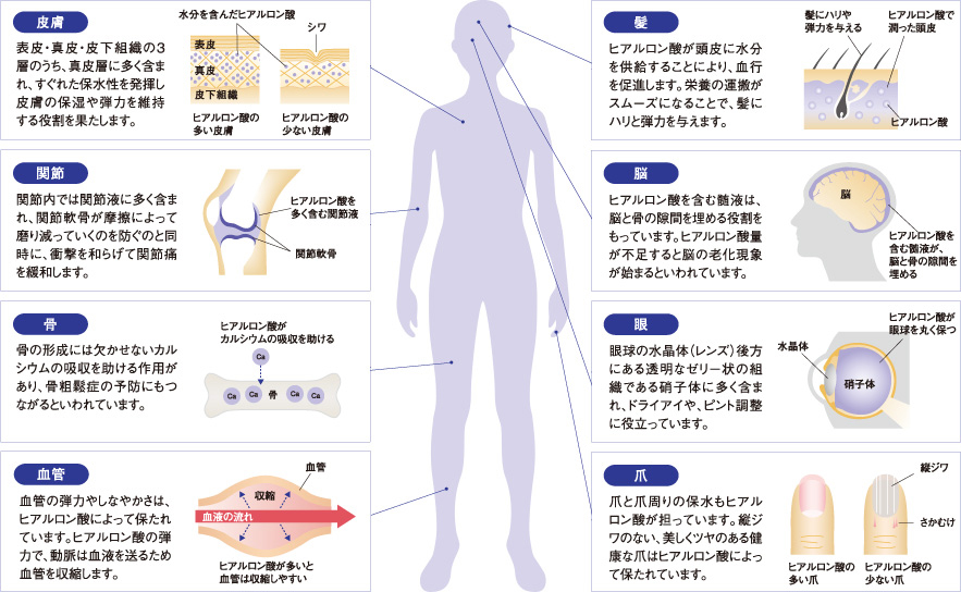 体内のさまざまな場所で重要な働きをするヒアルロン酸