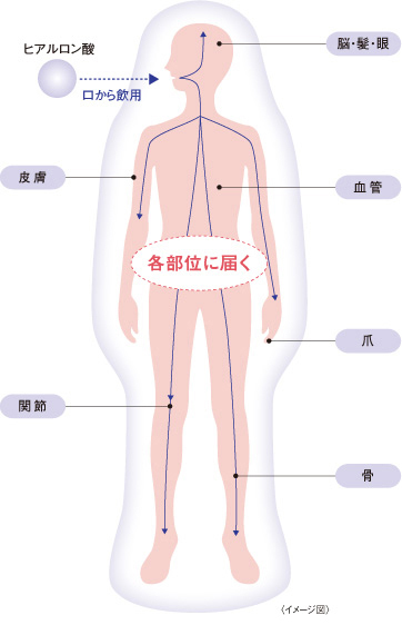 ※出典：Hisada,N.et.al.Biosci.Biotechnol.Biochem.2008:72;1111-1114;[05-0016] 　　　 Balogh,L.et.al.J.Agric.FoodChem.2008:56;10582-10593;[05-0013] 　　　 長岡功ほか「低分子化ヒアルロン酸含有食品の変形性膝関節症患者における症状および軟骨代謝マーカーに対する効果」