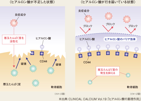 ※出典:CLINICAL CALCIUM Vol.19 「ヒアルロン酸の薬理作用」