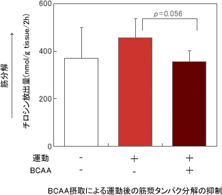 BCAA摂取による運動後の筋漿タンパク分解の抑制