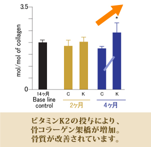 ビタミンK2の投与により、骨コラーゲン架橋が増加。骨質が改善されています。