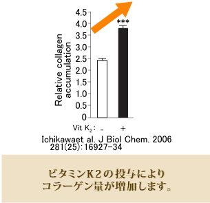 ビタミンK2の投与によりコラーゲン量が増加します。